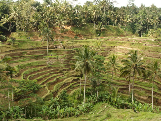 テガララン棚田 | Tegallalang Rice Terraces