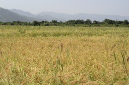 A paddy field of Iran, Gilan Province