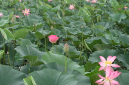 Lotus flower of Anzali Lagoon