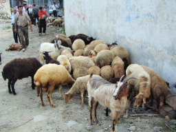 市場の片隅で身を寄せ合う羊たち