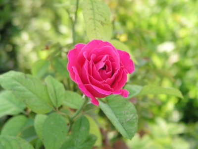 モシール庭園のバラ