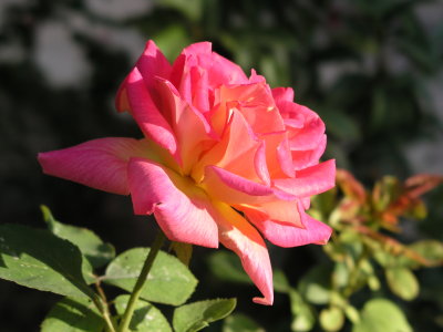 ガーデン・モシール・ホテルの庭に咲くバラ