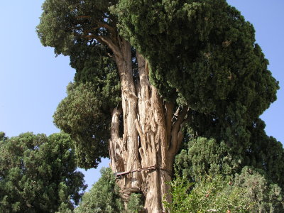 ゾロアスター教神殿の中庭に建つレバノン杉：チャム