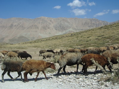 ラール国立公園：放牧の羊たち