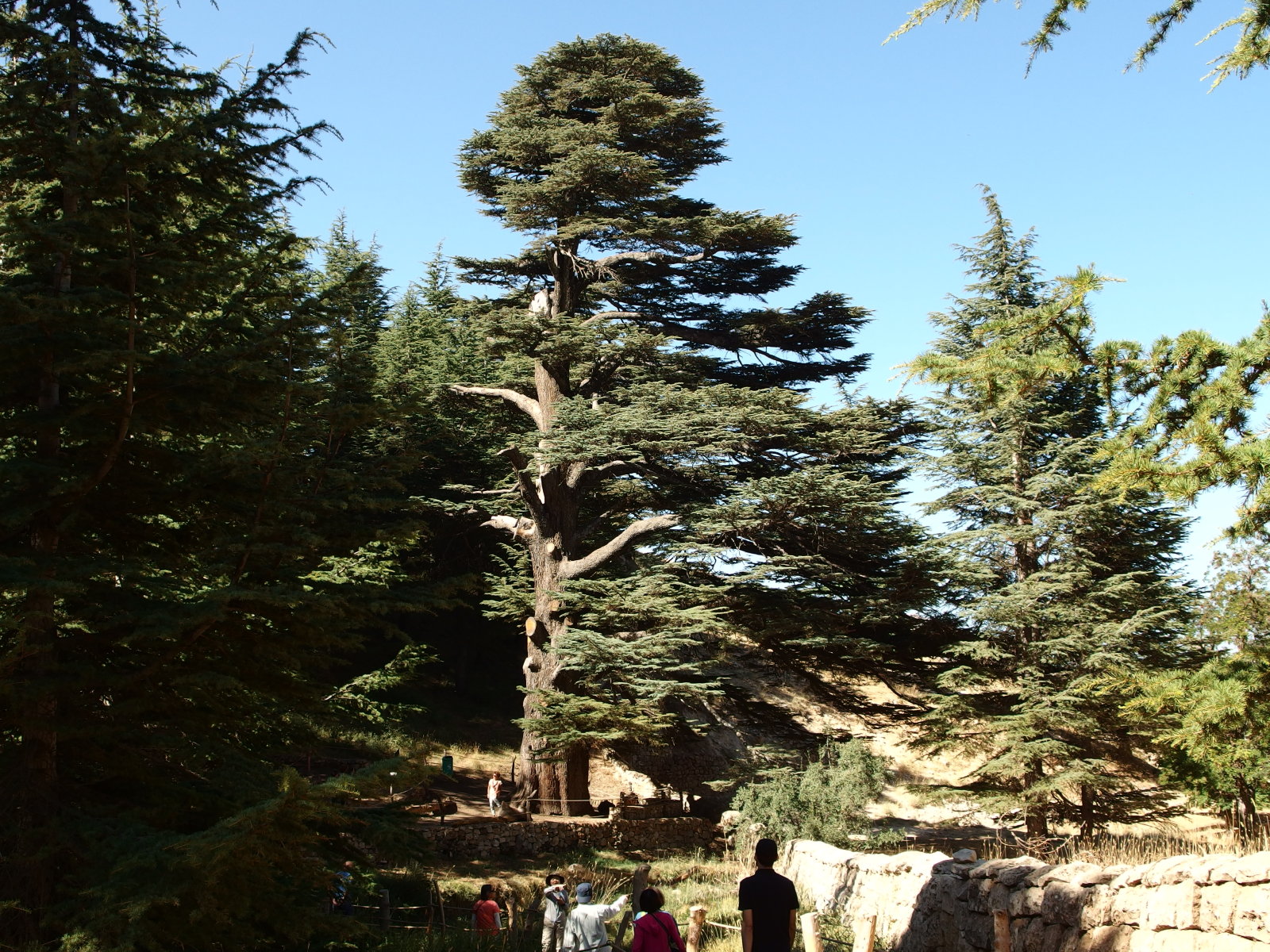 レバノン杉（神の杉）｜ Lebanon Cedar