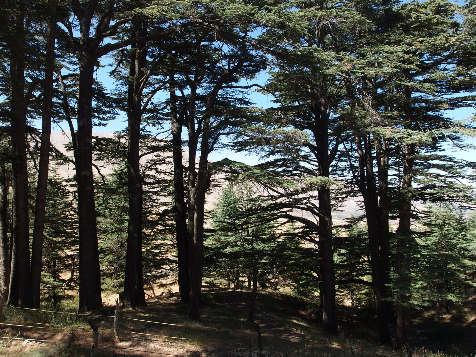 レバノン杉（神の杉の森）｜ The Forest of the Cedars of God