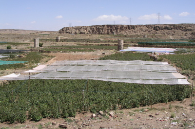カート畑（イエメン）｜A Qat Field,Yemen